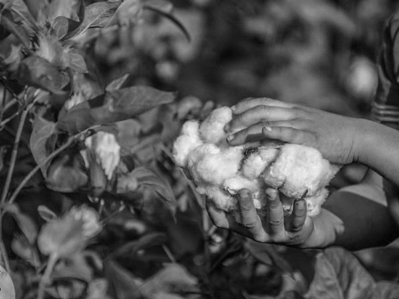 The Discovery of Egyptian Cotton