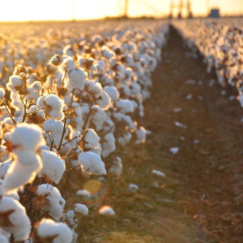 The Legacy of Egyptian Cotton